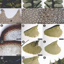 Attēlu rezultāti vaicājumam “Plagiochila porelloides sporophyte”