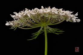 Attēlu rezultāti vaicājumam “Daucus sativus flower”