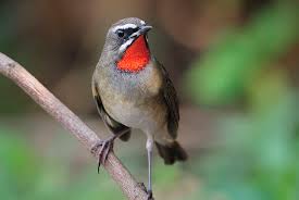 Image result for Luscinia calliope