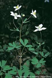 Attēlu rezultāti vaicājumam “Isopyrum thalictroides fruit”