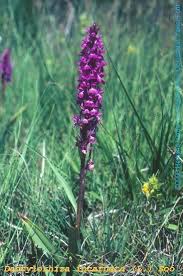 Attēlu rezultāti vaicājumam “Dactylorhiza incarnata leaf”