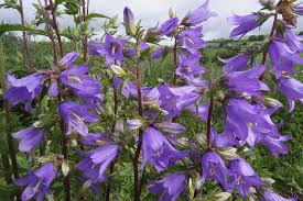 Image result for Campanula trachelium