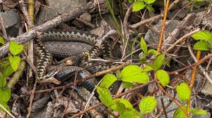 Attēlu rezultāti vaicājumam “Vipera berus”