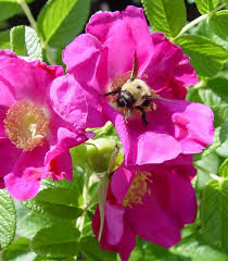 Attēlu rezultāti vaicājumam “Rosa villosa”