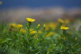 Attēlu rezultāti vaicājumam “Inula salicina bud”