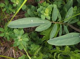 Attēlu rezultāti vaicājumam “Anthyllis maritima leaf”