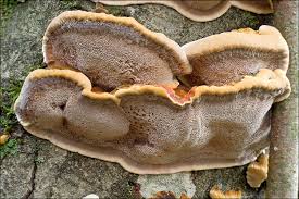 Attēlu rezultāti vaicājumam “Inonotus radiatus”