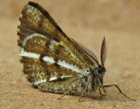 Attēlu rezultāti vaicājumam “Bupalus piniaria male”