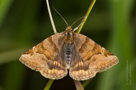 Attēlu rezultāti vaicājumam “Euclidia glyphica”