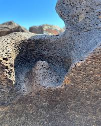 Attēlu rezultāti vaicājumam “Pottiales”