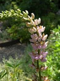 Attēlu rezultāti vaicājumam “Lupinus polyphyllus”