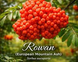 Attēlu rezultāti vaicājumam “Sorbus aucuparia fruit”