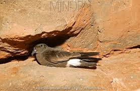 Image result for Oceanodroma castro