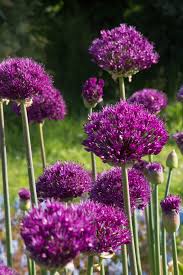 Attēlu rezultāti vaicājumam “Allium holandicum”