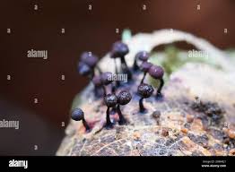 Attēlu rezultāti vaicājumam “Cribraria purpurea macro”