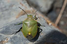 Attēlu rezultāti vaicājumam “Chlorochroa pinicola”