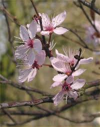 Attēlu rezultāti vaicājumam “Prunus cerasifera var. divaricata flower”