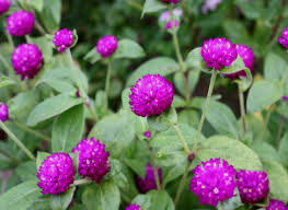 Attēlu rezultāti vaicājumam “Amaranthaceae”