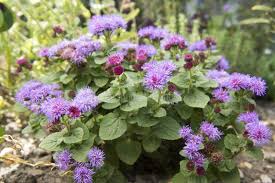 Image result for Ageratum mexicanum