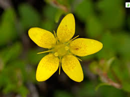 Attēlu rezultāti vaicājumam “Saxifraga hirculus”