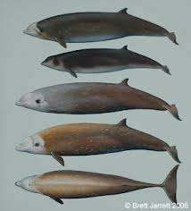 Image result for Ziphius cavirostris