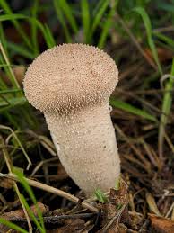 Attēlu rezultāti vaicājumam “Calvatia excipuliformis”