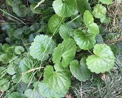 Image result for Glechoma hederacea