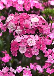 Attēlu rezultāti vaicājumam “Dianthus barbatus”