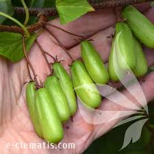 Attēlu rezultāti vaicājumam “Actinidia kolomikta fruit”