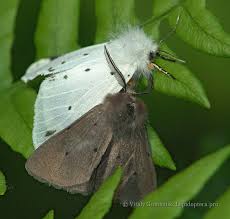 Attēlu rezultāti vaicājumam “Diaphora mendica”