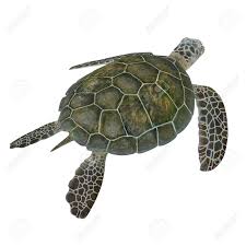 Image result for Chelonia mydas