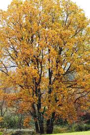 Attēlu rezultāti vaicājumam “Quercus”