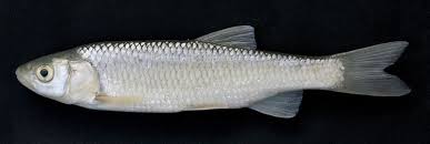 Image result for Squalius vardarensis