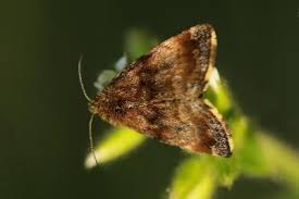 Attēlu rezultāti vaicājumam “Panemeria tenebrata”