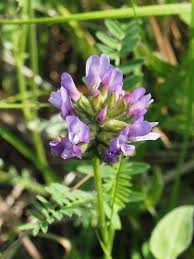 Attēlu rezultāti vaicājumam “Astragalus danicus flower”