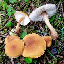 Attēlu rezultāti vaicājumam “Cystoderma amianthinum”