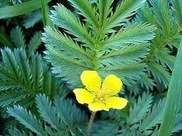 Image result for Potentilla anserina