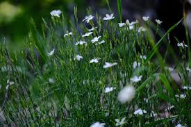 Attēlu rezultāti vaicājumam “Dianthus deltoides bud”