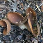 Attēlu rezultāti vaicājumam “Otidea bufonia”