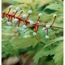 Image result for Christophskraut