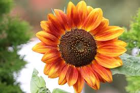 Attēlu rezultāti vaicājumam “Helianthus annuus flower”