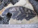 Nano Patents and Innovations: Evidence Weak For Tropical ...