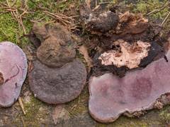 Attēlu rezultāti vaicājumam “Flaviporus citrinellus”