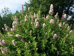 Attēlu rezultāti vaicājumam “Spiraea salicifolia”