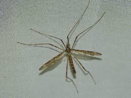 Attēlu rezultāti vaicājumam “Epiphragma ocellare”