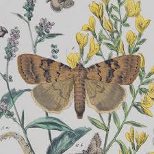 Attēlu rezultāti vaicājumam “Nycteola sp.”