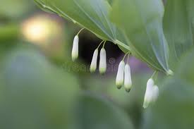 Attēlu rezultāti vaicājumam “Polygonatum odoratum bud”
