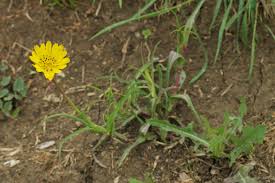 Attēlu rezultāti vaicājumam “Tragopogon pratensis subsp. pratensis leaf”
