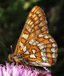 Attēlu rezultāti vaicājumam “Euphydryas maturna upperside”