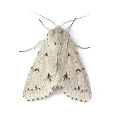 Attēlu rezultāti vaicājumam “Acronicta leporina”